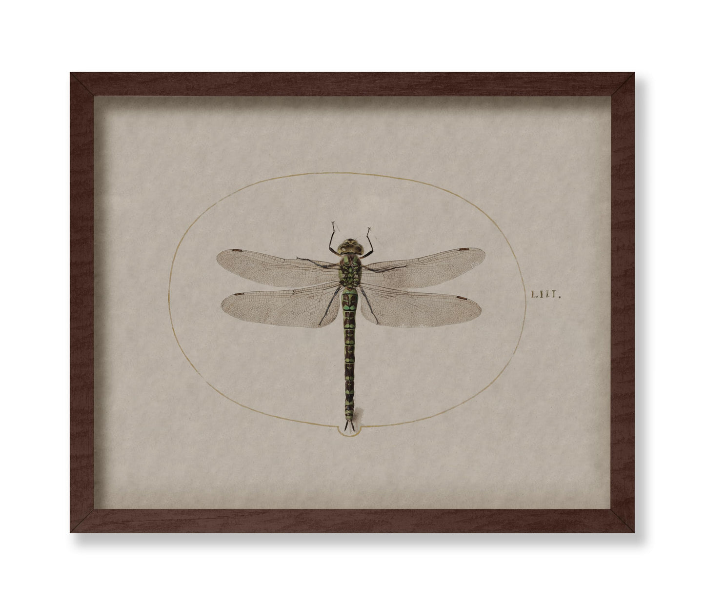 Dragonfly