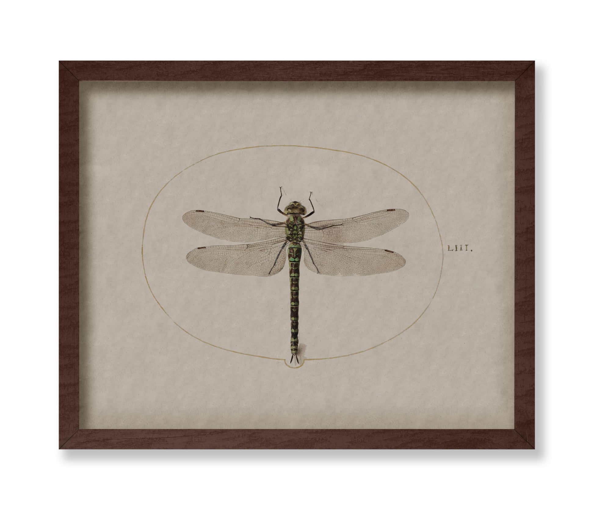 Dragonfly