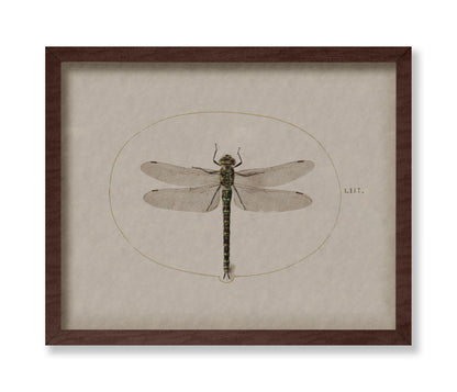 Dragonfly