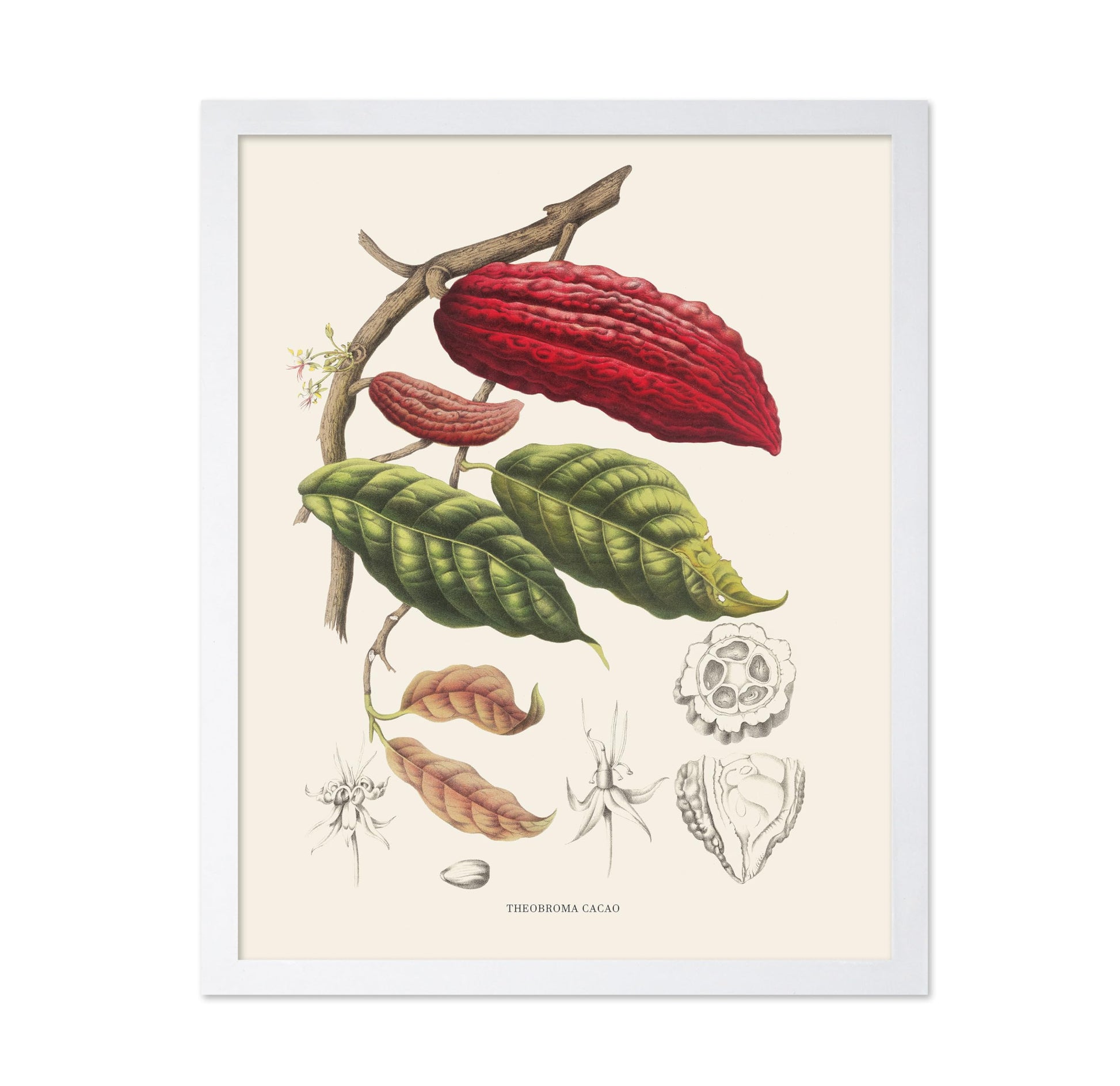 Cocoa Beans