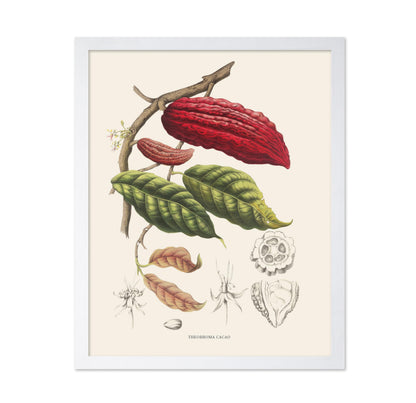 Cocoa Beans