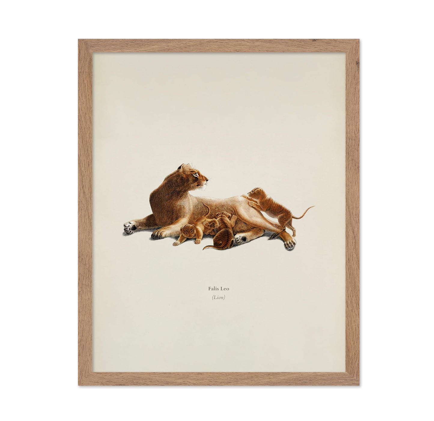 Lion & Cub