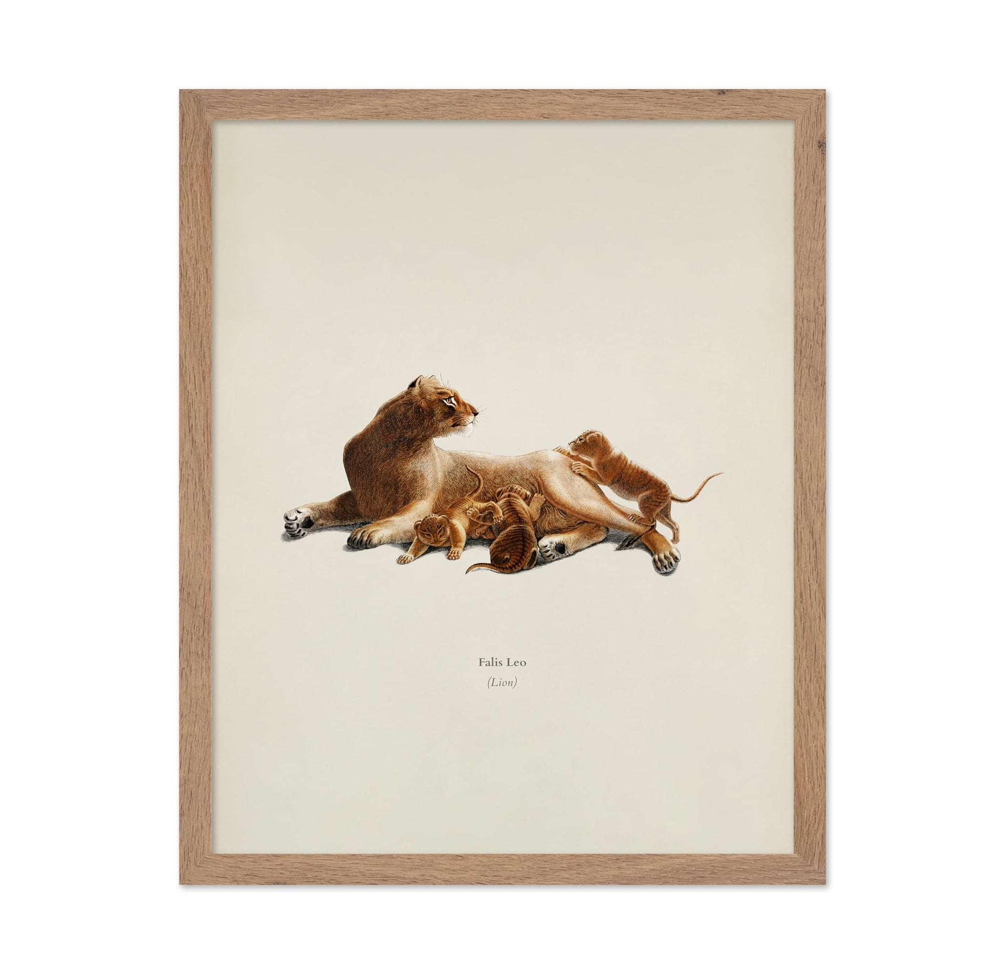 Lion & Cub