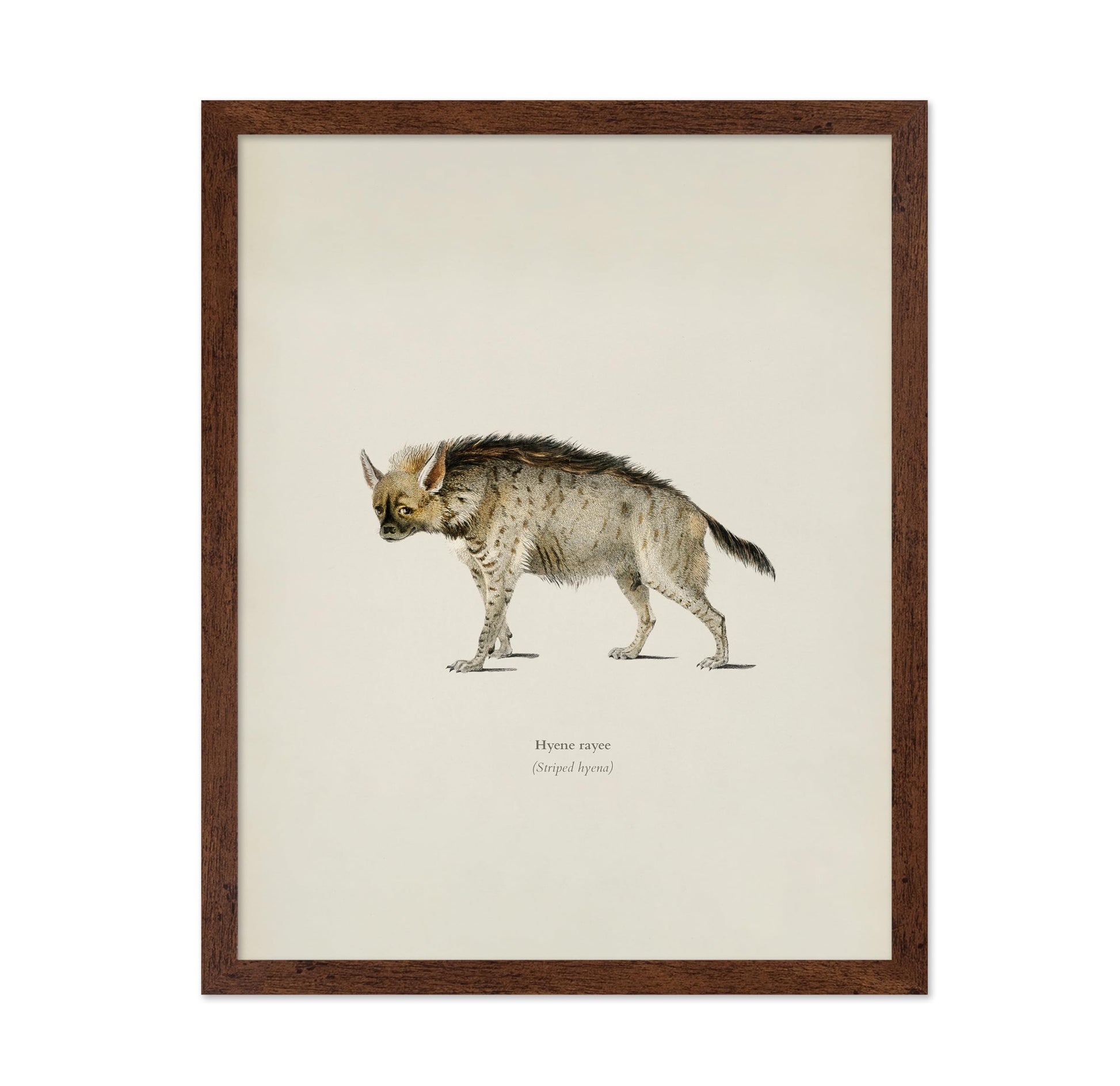 Striped Hyena