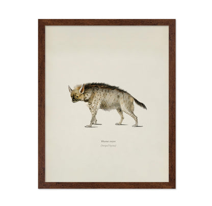 Striped Hyena