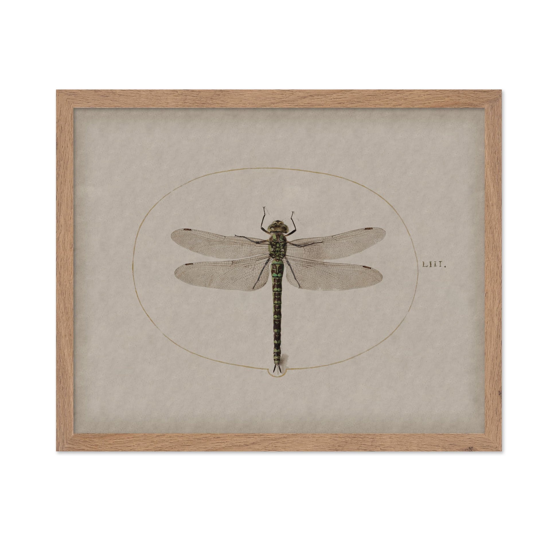Dragonfly