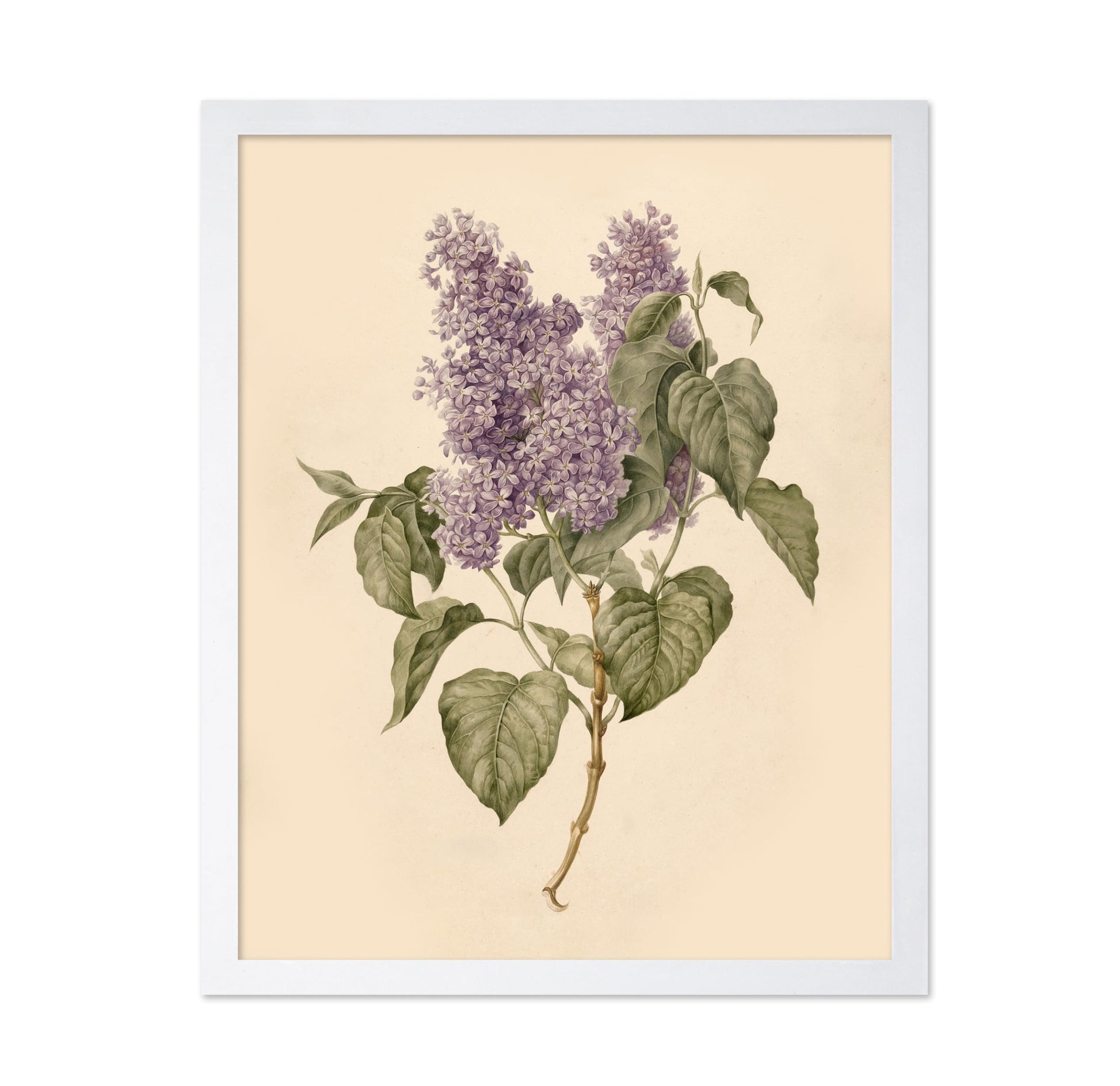 Branch with Purple Lilacs