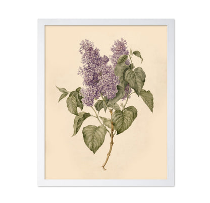 Branch with Purple Lilacs