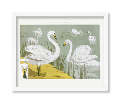 White Wild Swans