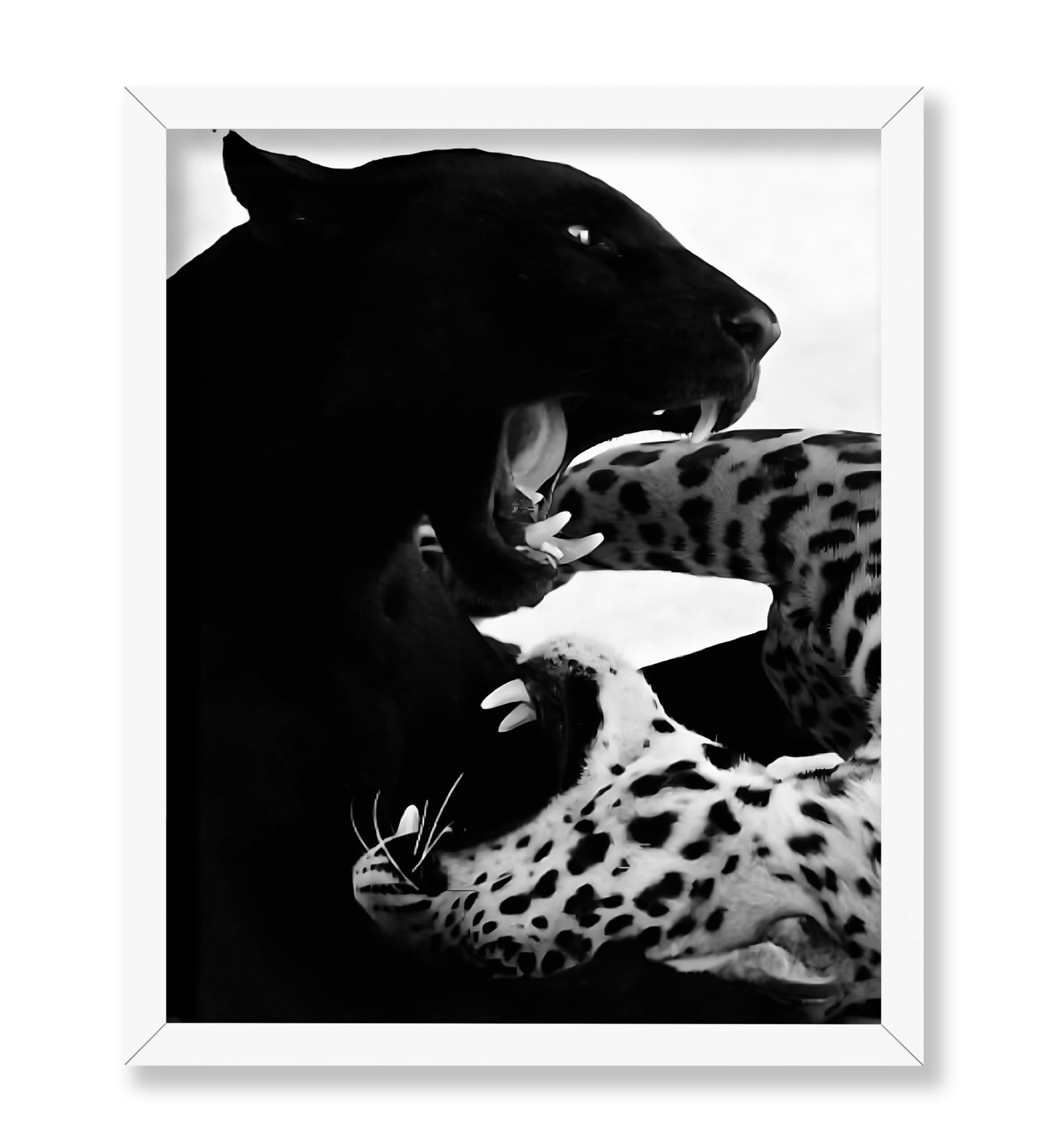Wild Cats