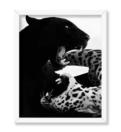 Wild Cats