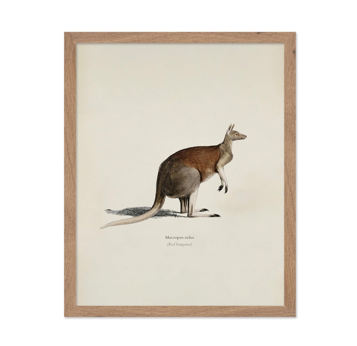 Red Kangaroo
