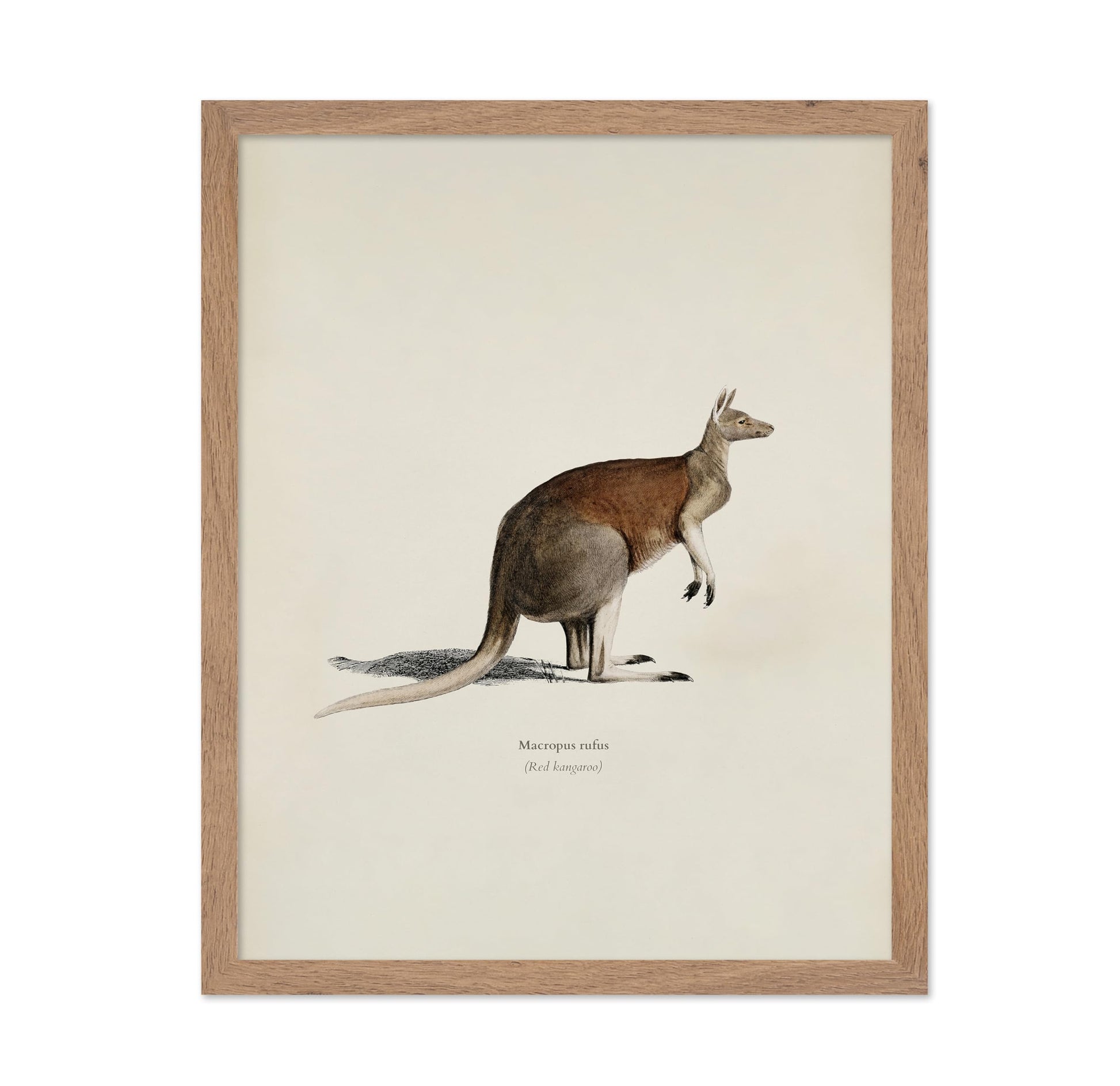 Red Kangaroo