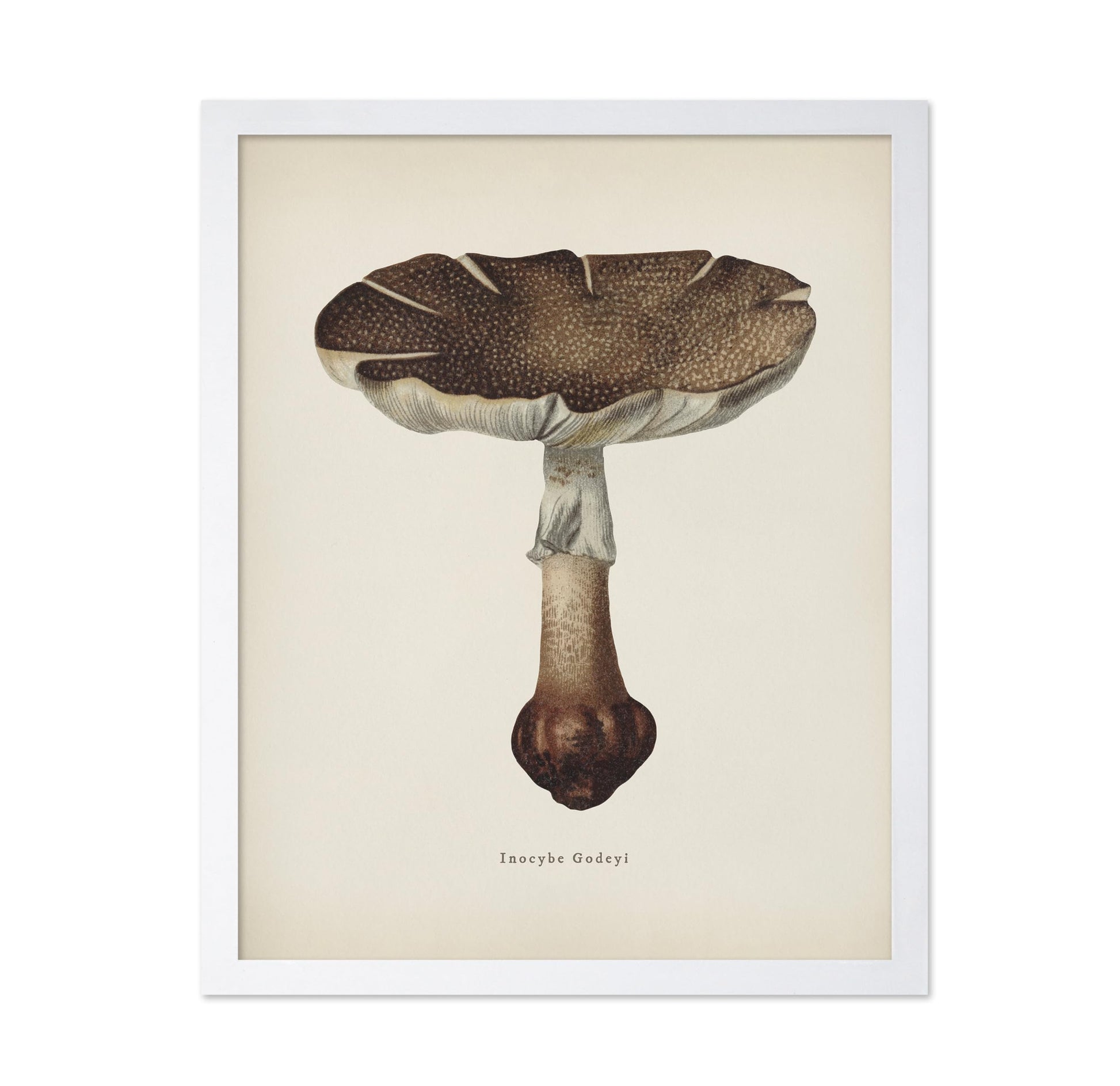 Inocybe Godeyl Mushroom