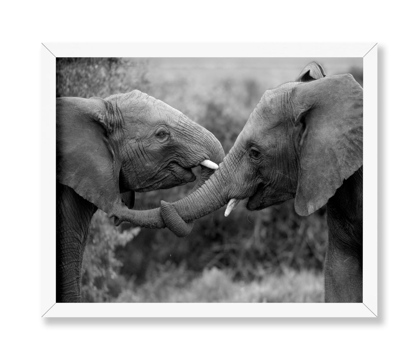 Caring Elephants