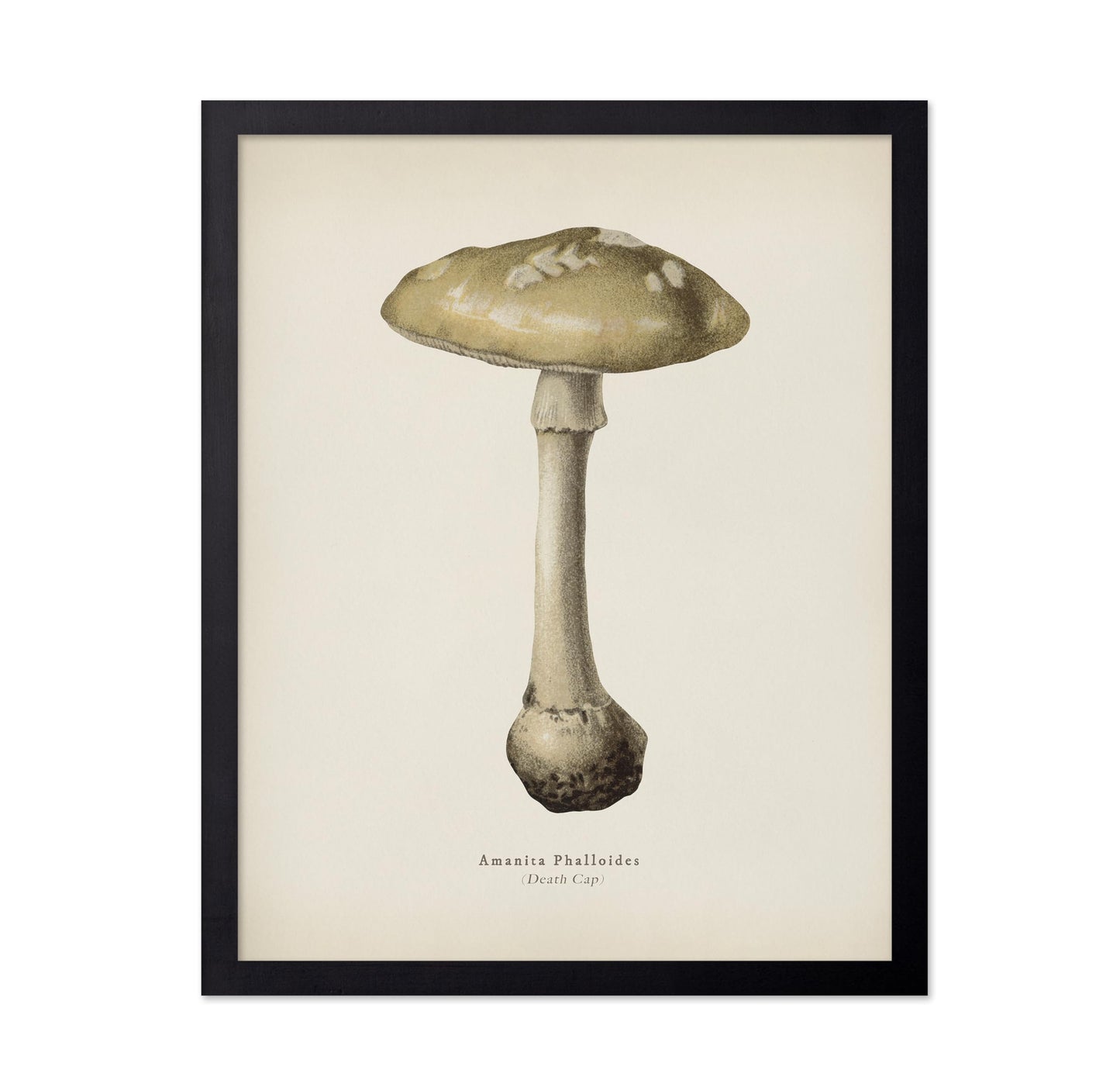 Death Cap Mushroom No2