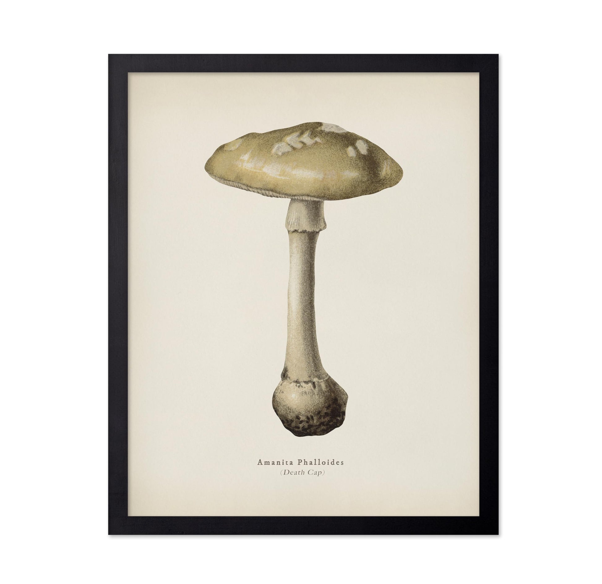 Death Cap Mushroom No2