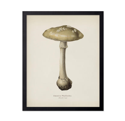 Death Cap Mushroom No2