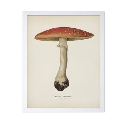 Fly Agaric