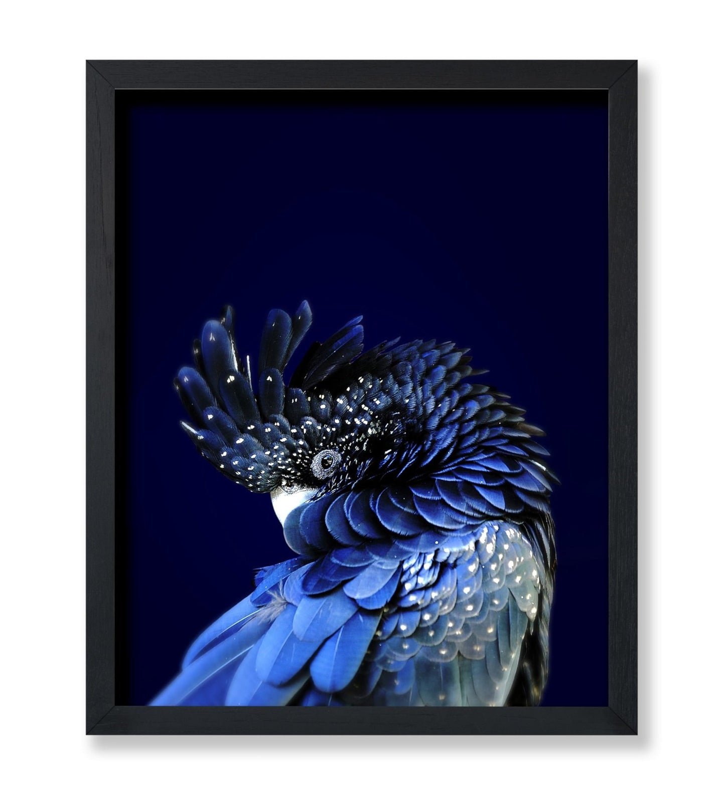 Red-Tailed Black Cockatoo