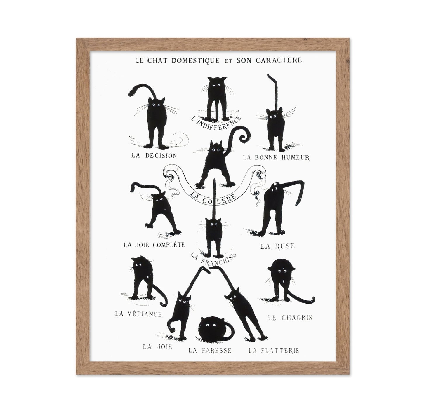 Domestic Cat and its Character