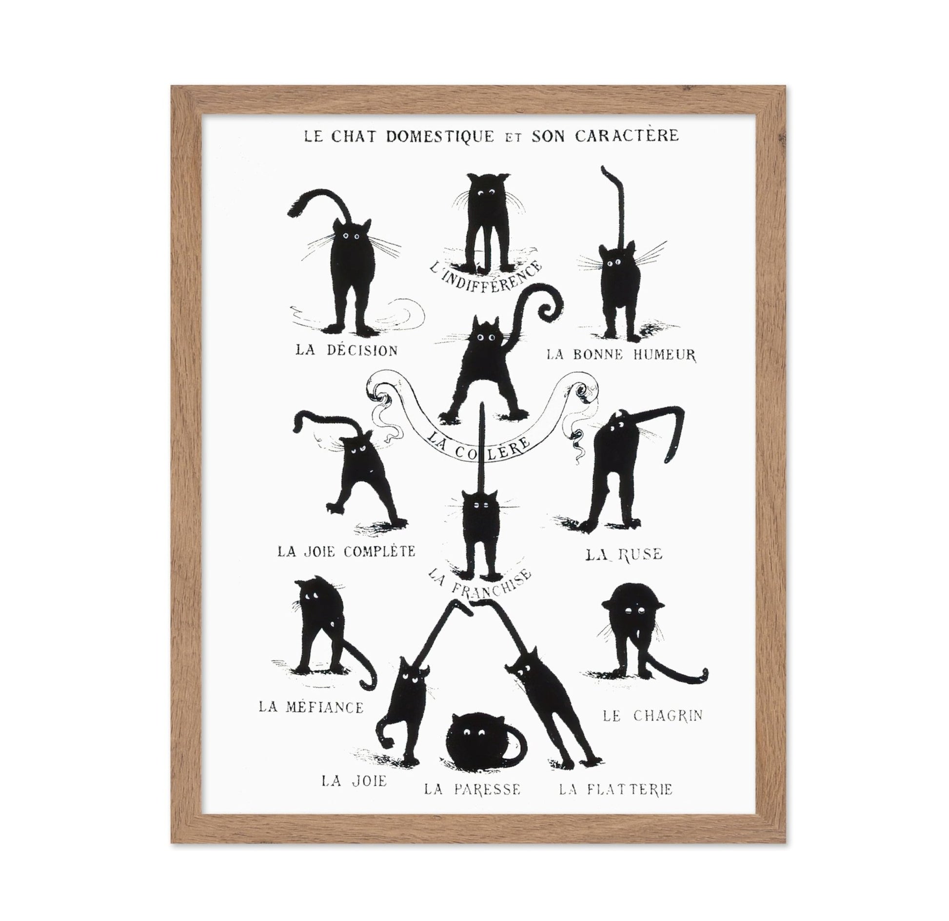Domestic Cat and its Character