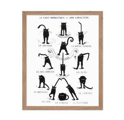 Domestic Cat and its Character