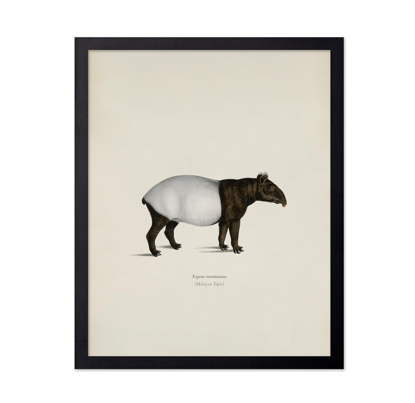 Malayan Tapir