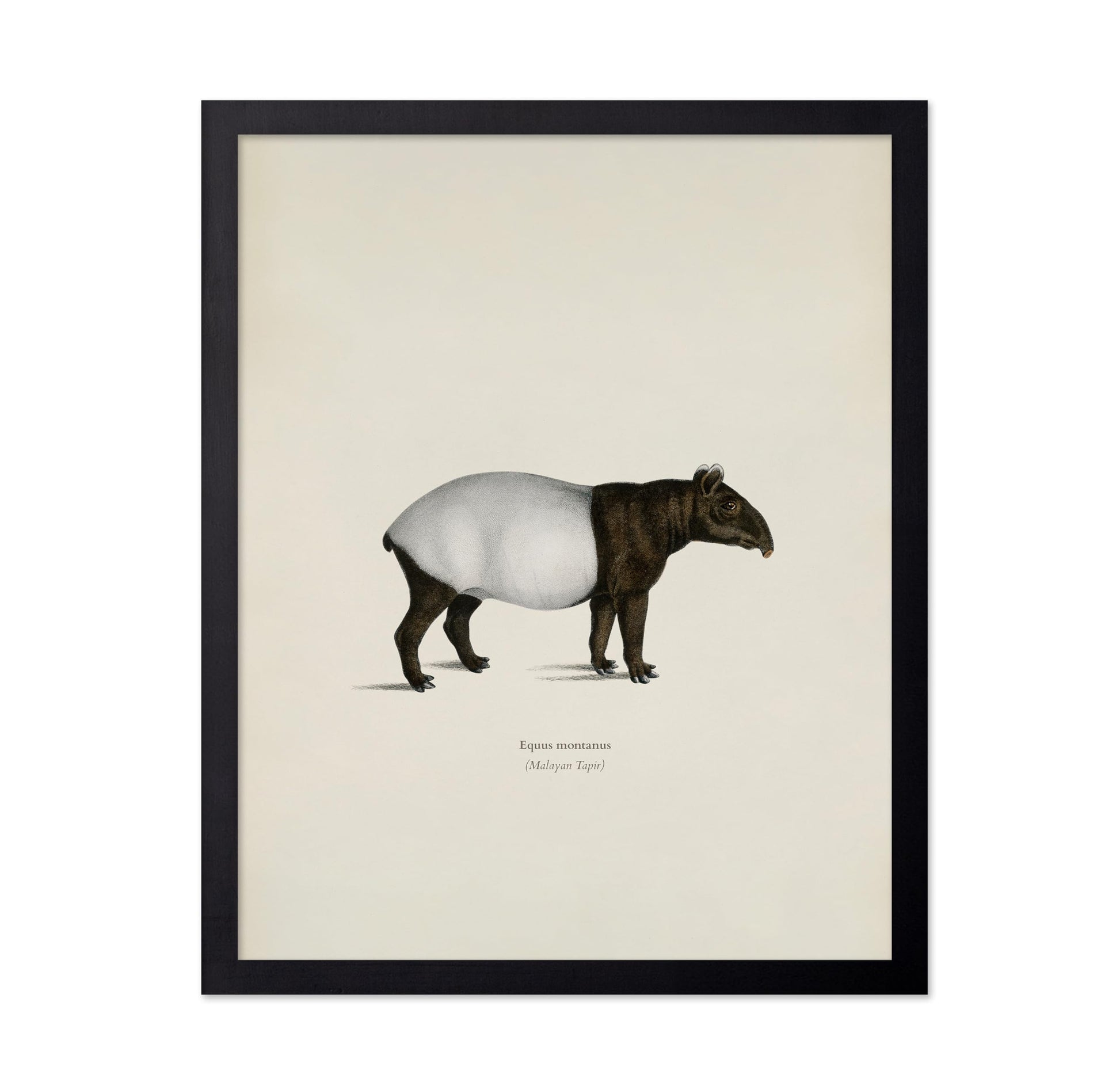 Malayan Tapir