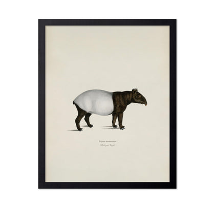 Malayan Tapir