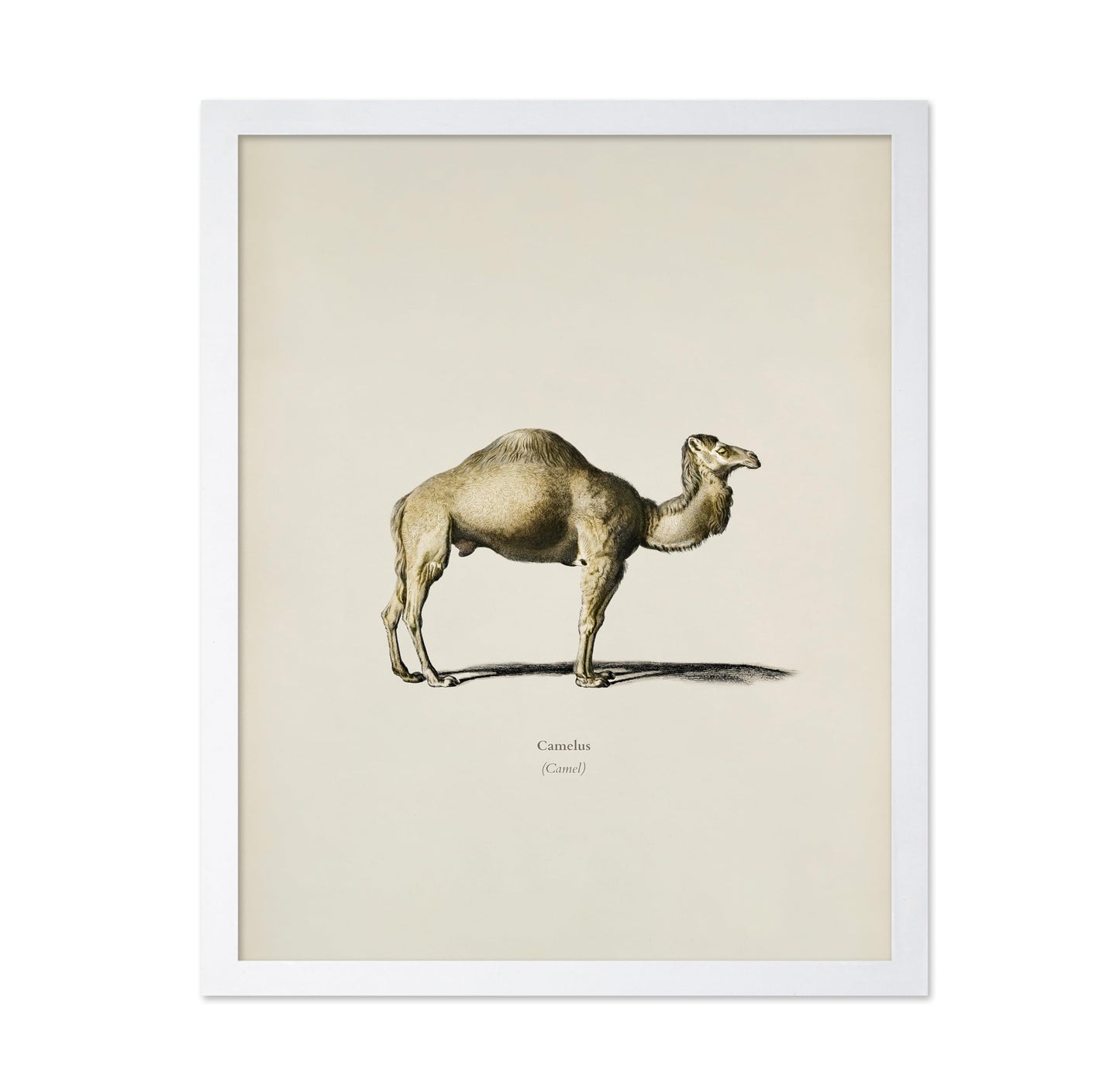 Camel Portrait