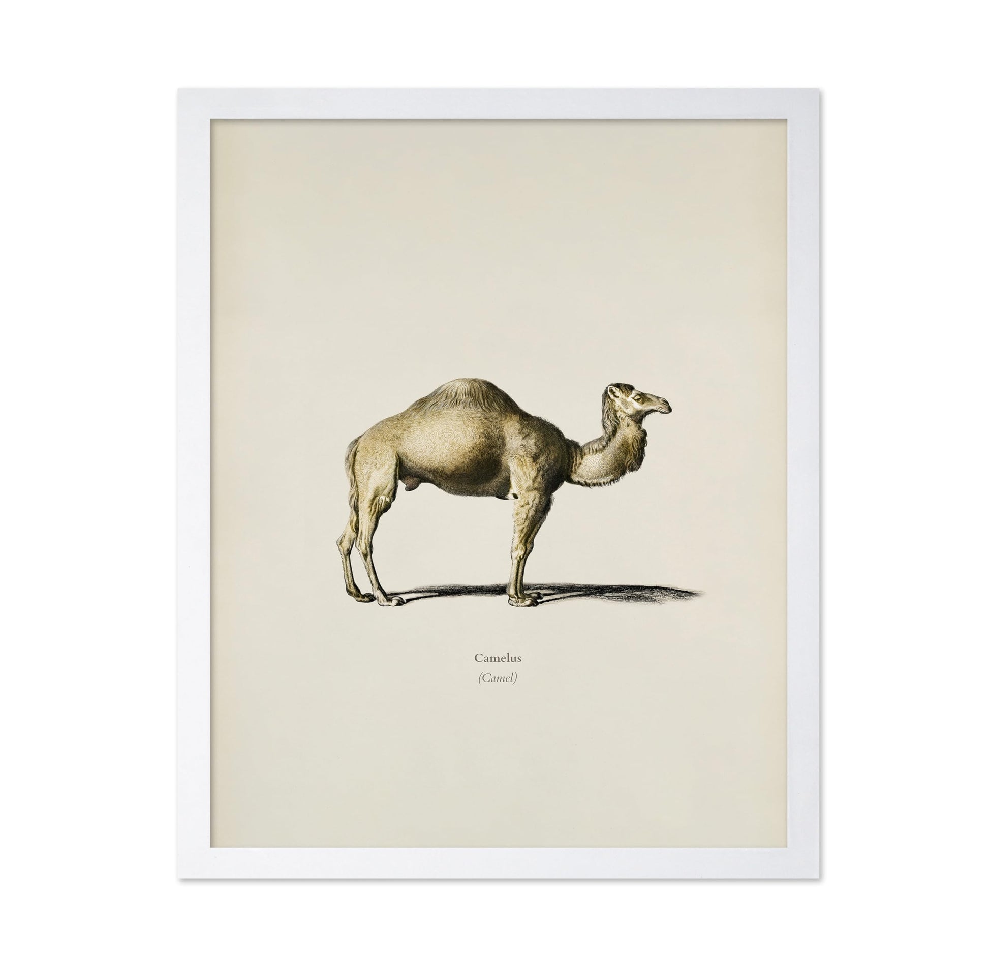 Camel Portrait