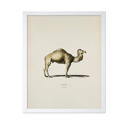 Camel Portrait
