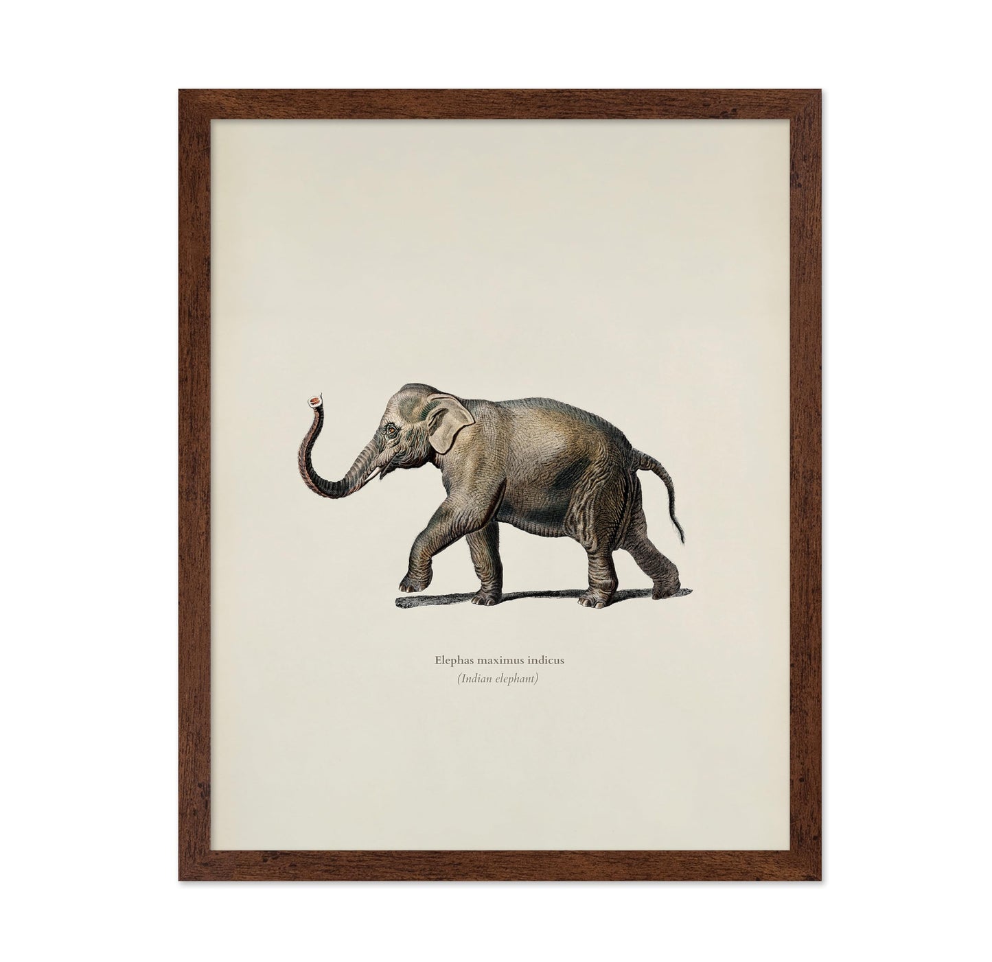 Indian Elephant