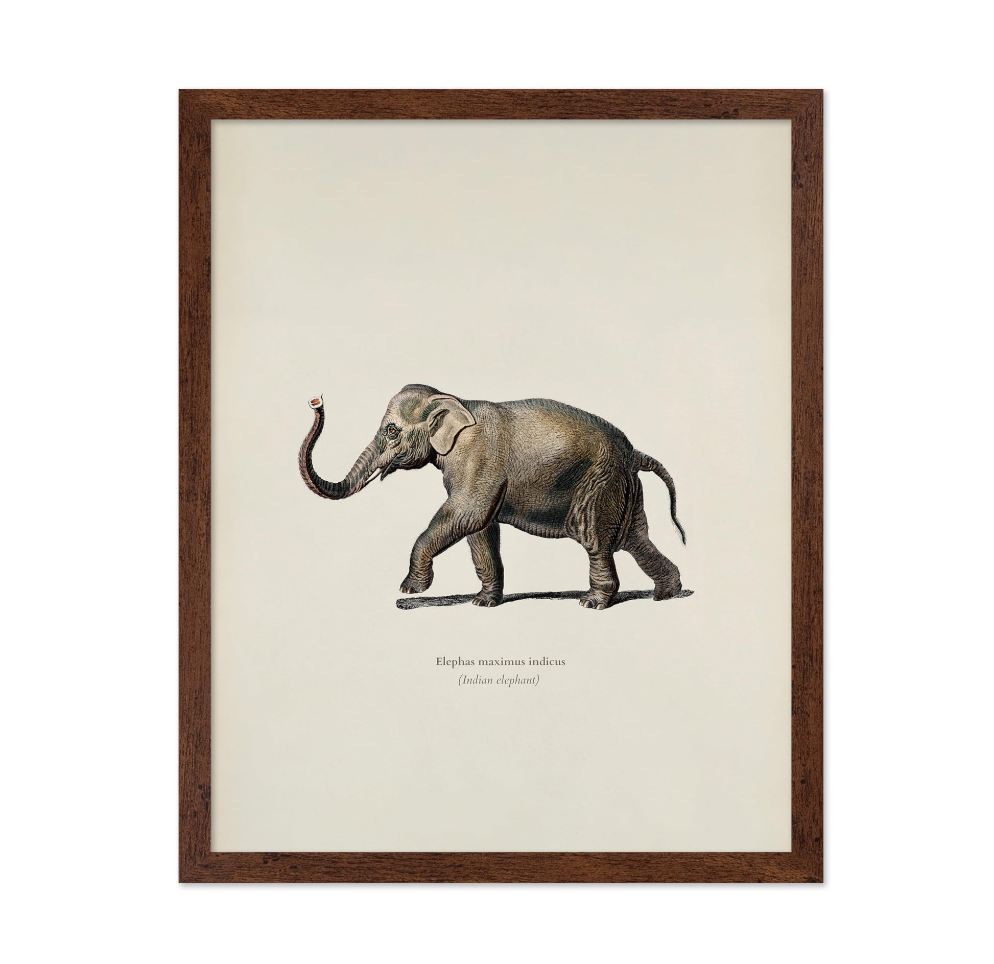 Indian Elephant