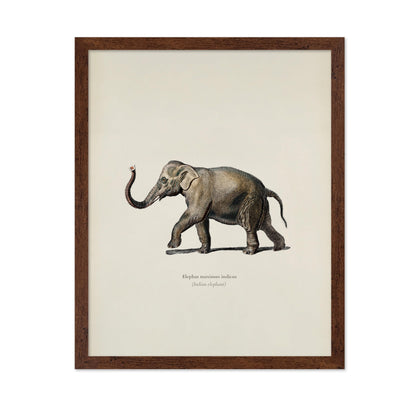 Indian Elephant