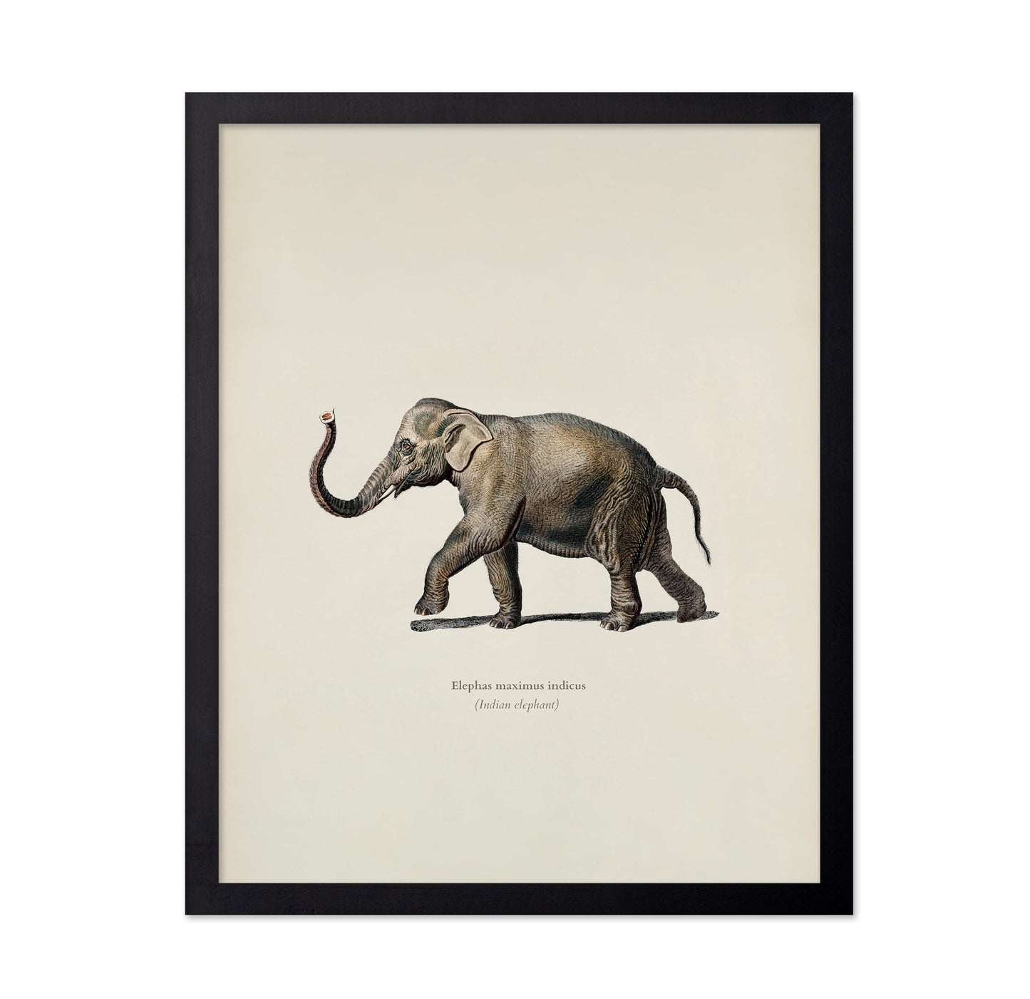 Indian Elephant