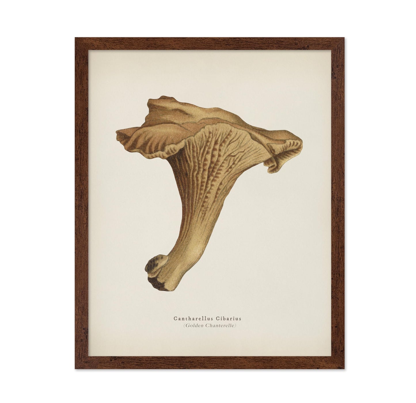 Golden Chanterelle