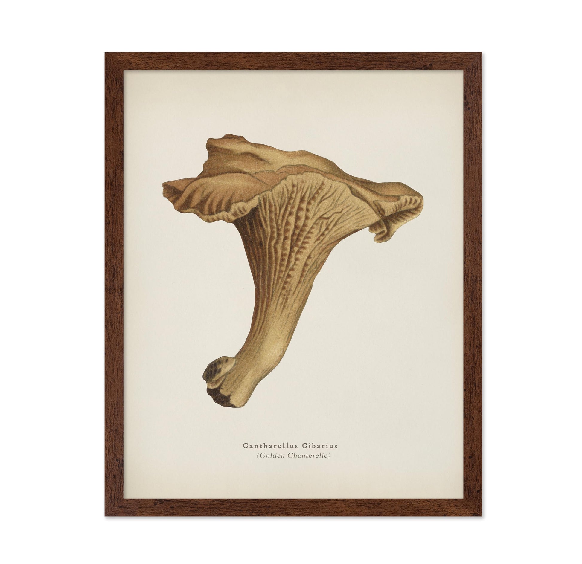 Golden Chanterelle