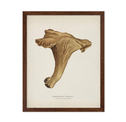 Golden Chanterelle