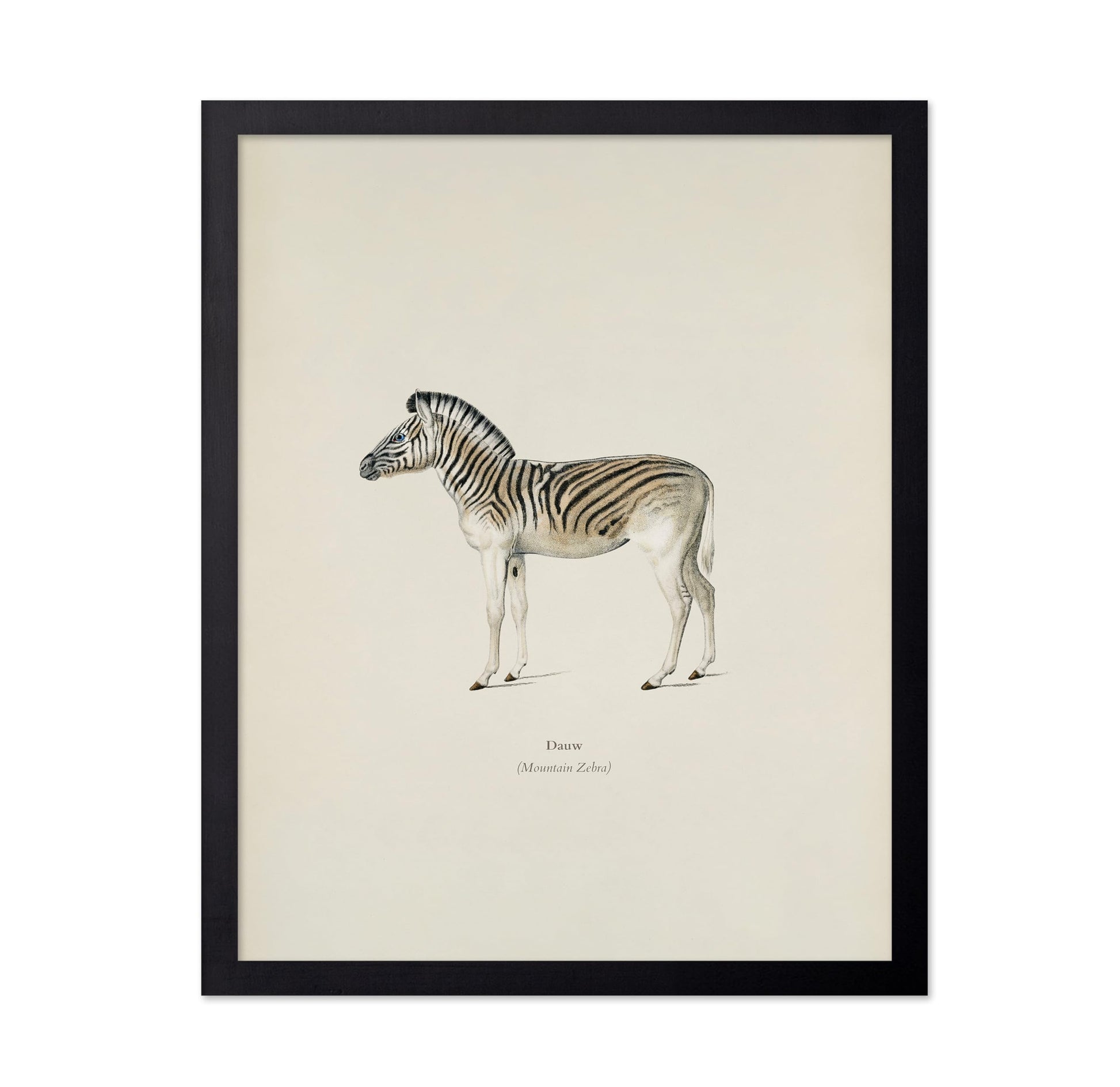 Mountain Zebra