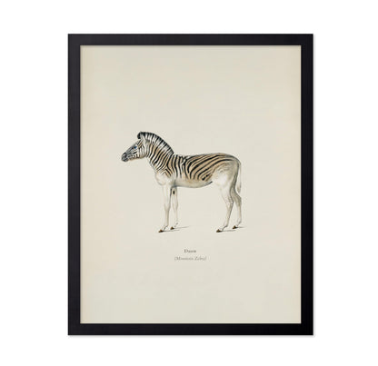 Mountain Zebra