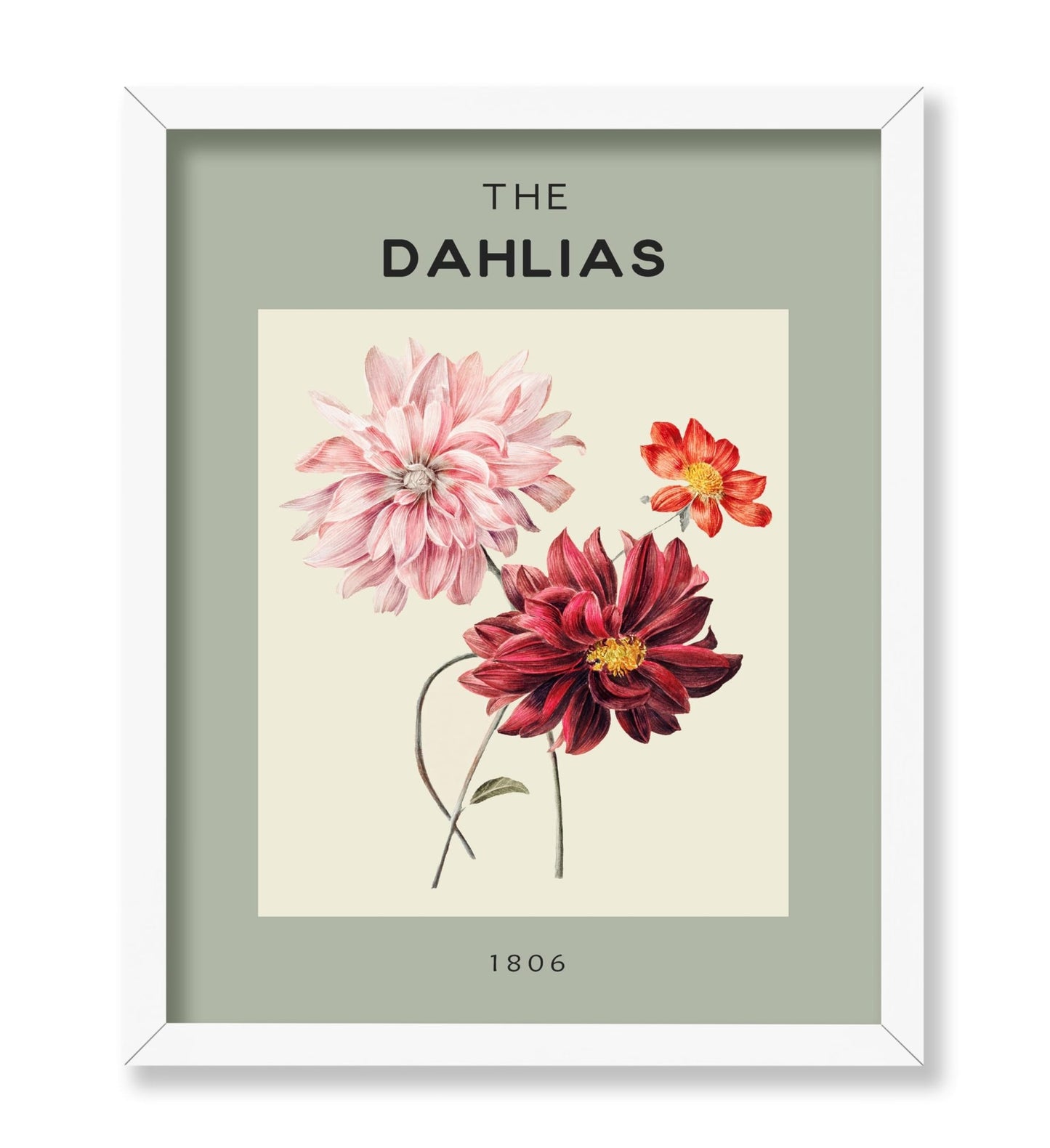 The Dahlias