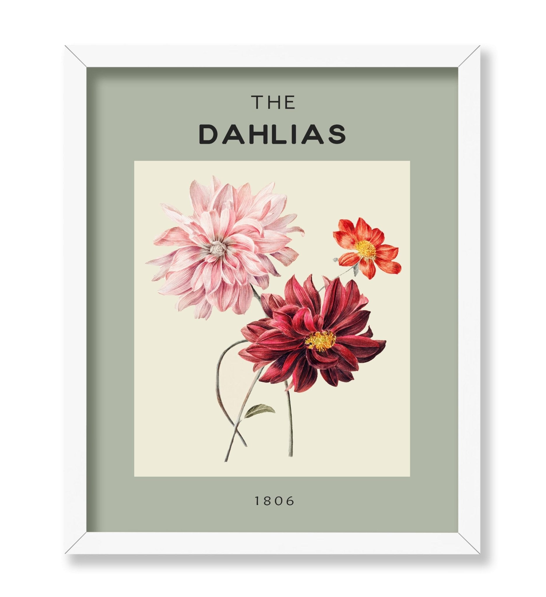 The Dahlias