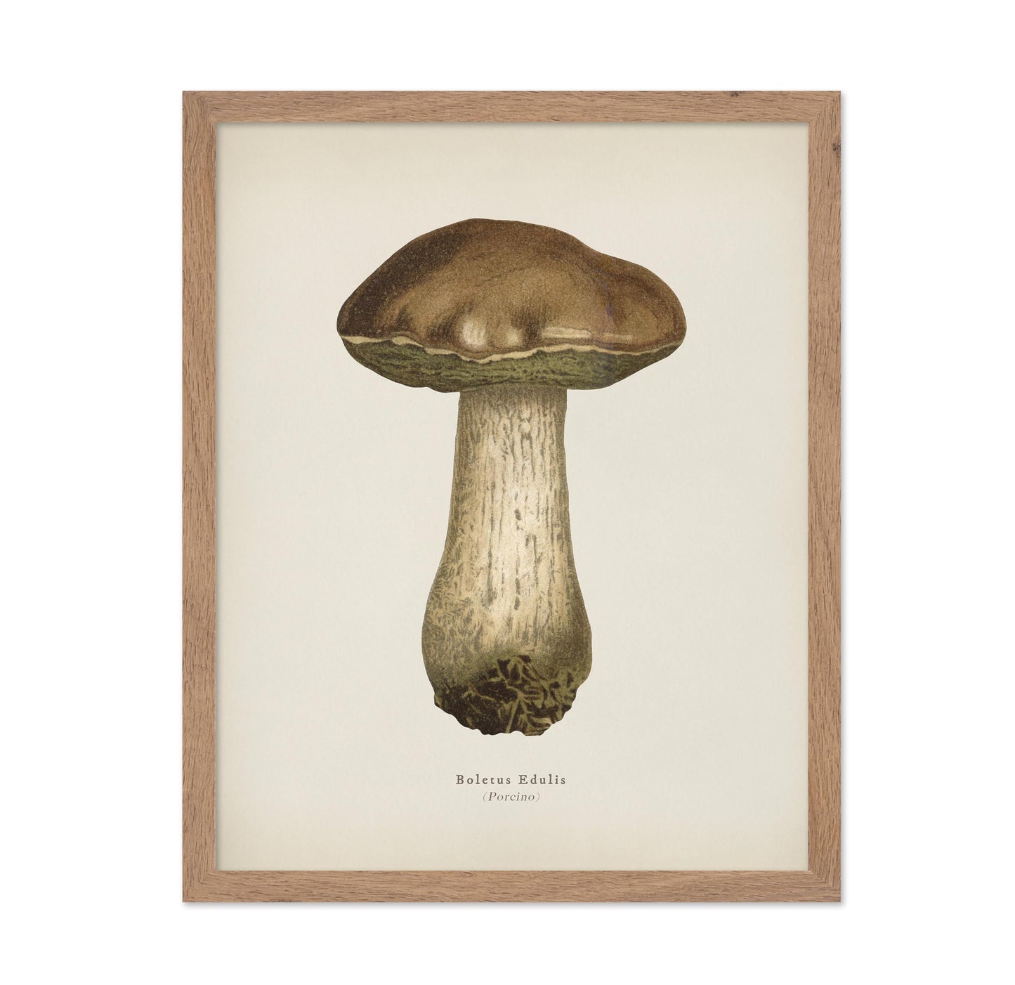 Porcino Mushroom No1