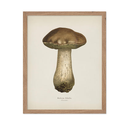 Porcino Mushroom No1