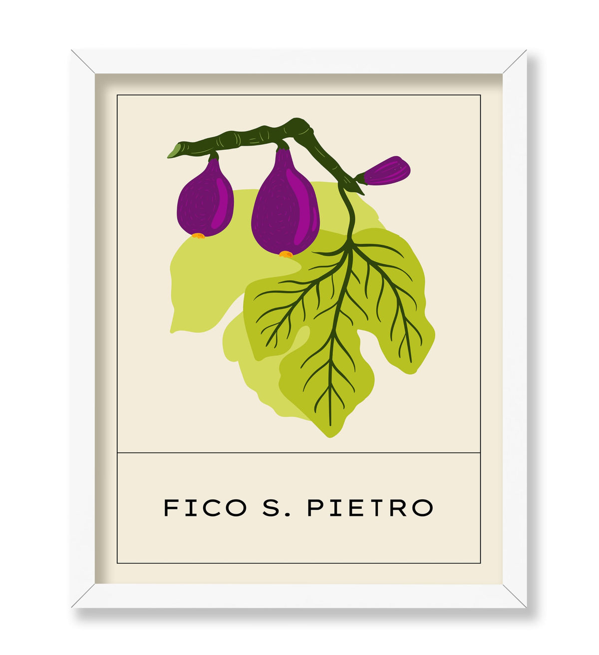 Fico San Pietro Fig