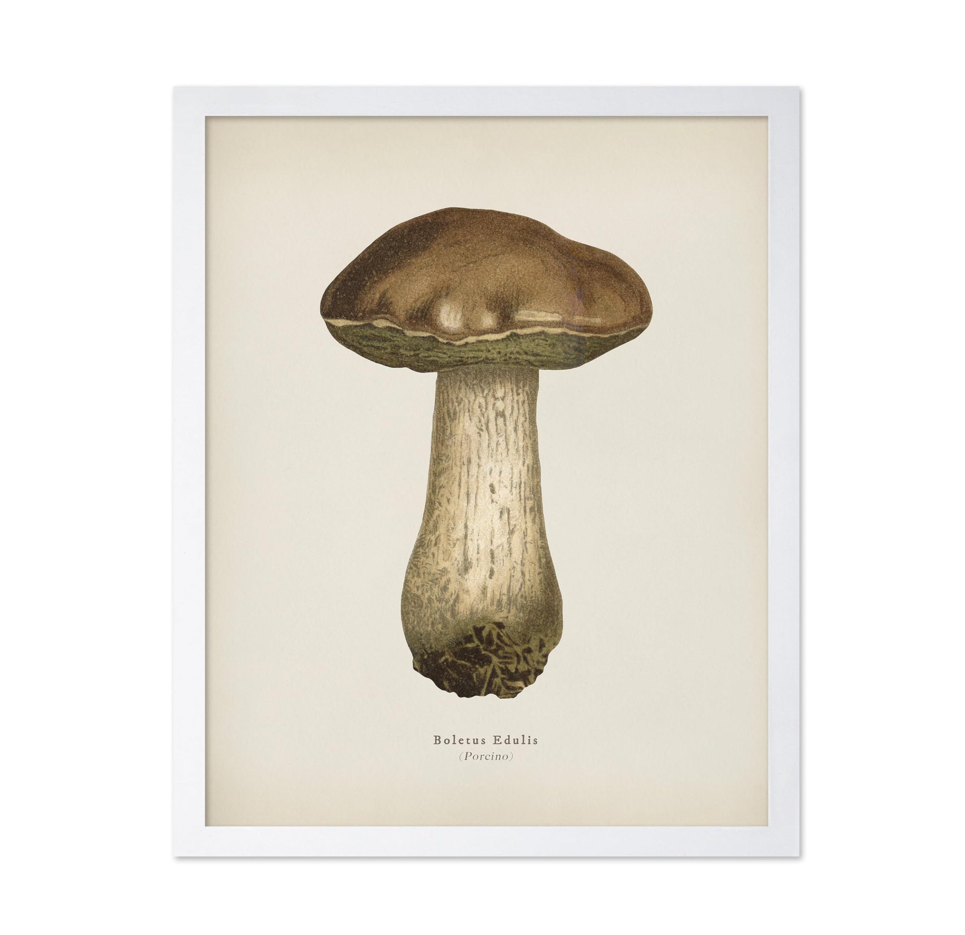 Porcino Mushroom No1