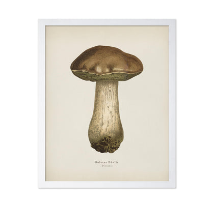 Porcino Mushroom No1