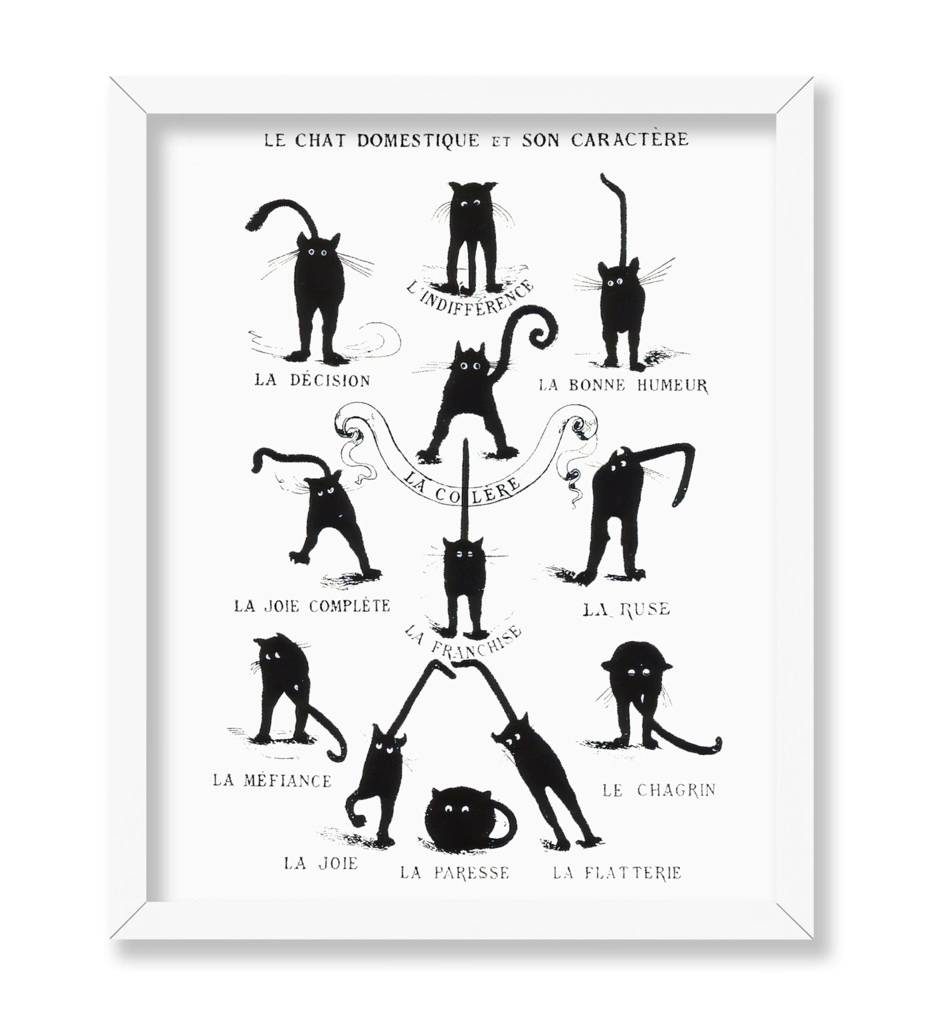 Domestic Cat and its Character